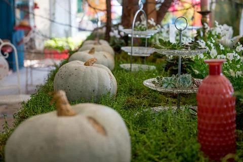 Many pumpinks on display made of table with plants growing from it. Stock Photos