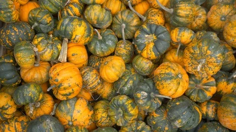 Many Pumpkins Crane Shot Stock Footage 97869723