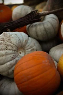 Many pumpkins Stock Photos