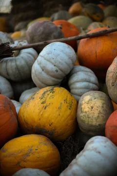 Many pumpkins Stock Photos