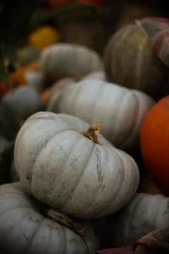 Many pumpkins Stock Photos