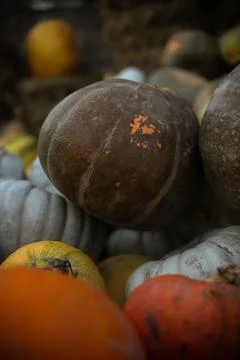 Many pumpkins Stock Photos