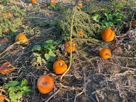 Many pumpkins on the pumpkin patch Stock Photos