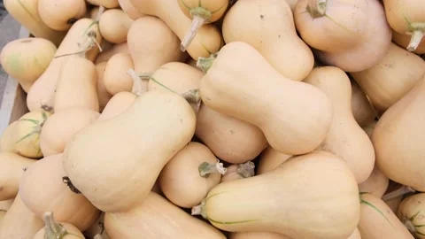 Many pumpkins Sort Butternut. Agriculture agronomy. Exhibition and sales. Stock Footage 218329056