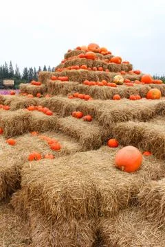 Many pumpkins on stack. Stock Photos
