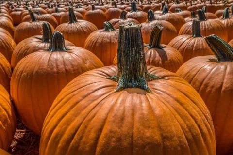 Many pumpkins together Stock Photos