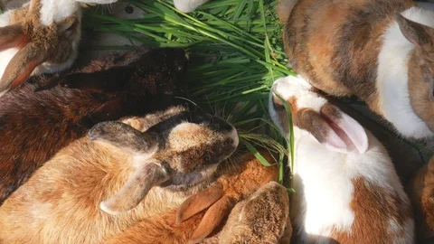 Many rabbits are eating grass Stock Footage 128403906