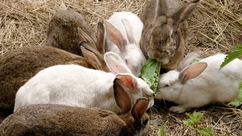 Many rabbits are jumping on the ground and eating grass in a farm Vídeos de archivo 92014996