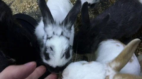 Many rabbits around Stock Footage 77628432