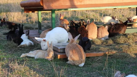 Many rabbits of different colors and sizes sitting on the grass near the feeder Stock Footage 283462486