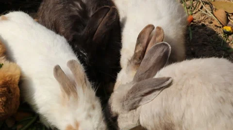 Many rabbits eating Stock Footage 34505811