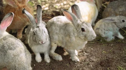 Many rabbits sitting together Stock Footage 67600867
