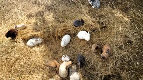 Many rabbits white, black, gray, and ginger jump on hay at the farm Stock Footage 303925199