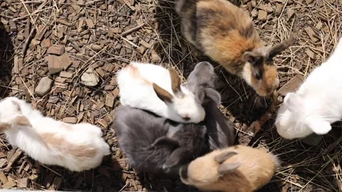 Many rabbits white, black, gray, and ginger jump on hay at the farm.  Stock Footage 304004139