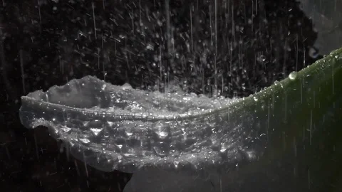 Many rain drops bouncing at white amaryllis in slow motion 库存影片 92589511