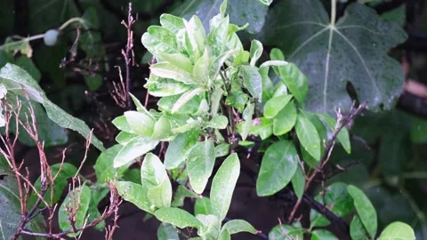 Many rain drops on the figs tree leafs Stock Footage 200920352