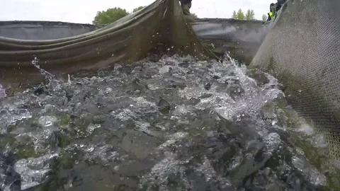 Many rainbow trout fish in a hatchery net Stock Footage 85103276