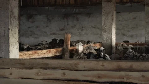Many rams, ewes and lambs on a sheep farm in a barn. Stock Footage 307838998