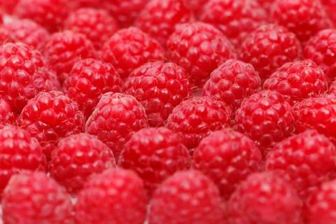 Many raspberry berries isolated on white Stock Photos