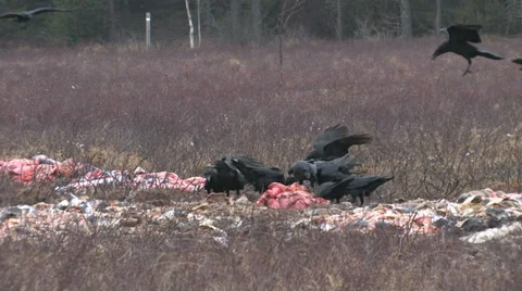 Many Ravens feeding on a carcass Stock Footage 36784374