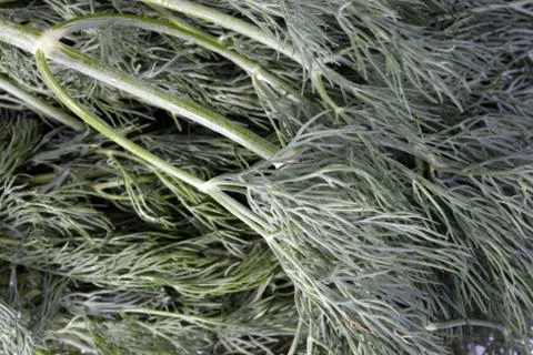 Many raw green dill Stock Photos
