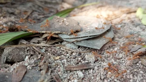 Many red ants are walking around looking for food Stock Footage 260384281