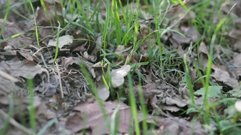 Many red ants crawl on dry oak leaves. Forest insects are working Stock Footage 89632740