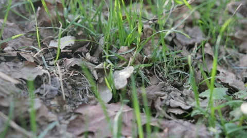 Many red ants crawl on dry oak leaves. Forest insects are working. Formica Rufa Видео 89633395