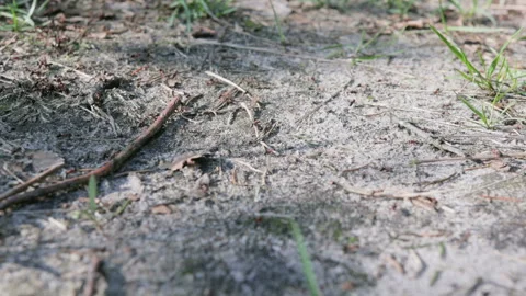 Many red ants crawl on the ground. Forest insects are working. Formica Rufa Stock Footage 89631553