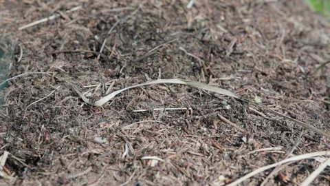 Many red ants crawling on anthill. Forest insects are working Stock Footage 89635647