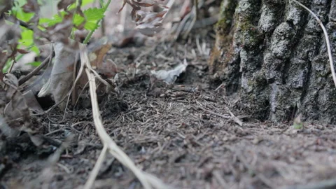 Many red ants crawling on the ground near the tree. Formica Rufa 스톡 동영상 89636438