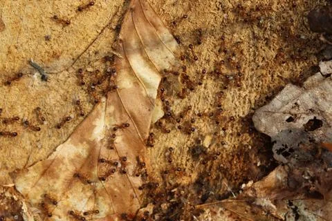 Many red ants in the forest Stock Photos