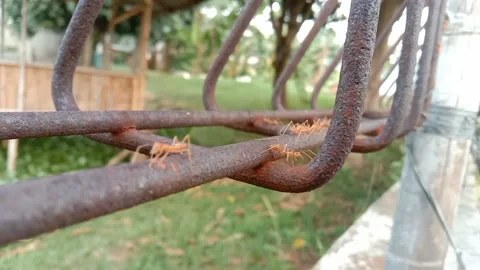 Many red ants were marching on the iron in an orderly fashion. Video stock 226914415
