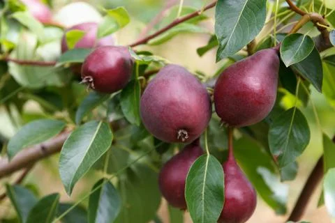 Many red appetizing pears grow and ripening on a tree in a beautiful fruit .. Stock Photos
