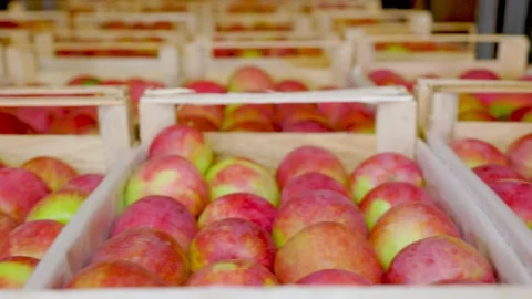Many red apples in boxes Stock Footage 162257580