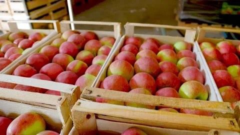 Many red apples in boxes Video stock 163833970