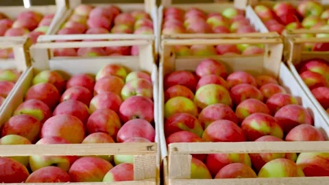 Many red apples in boxes Stock Footage 164443824