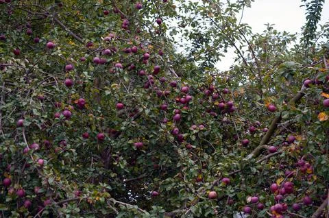 Many red apples on tree ready to be harvested. Ripe red apple fruits in summe Stock Photos