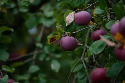 Many red apples on tree ready to be harvested. Ripe red apple fruits in summe Stock Photos