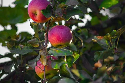 Many red apples on tree ready to be harvested. Ripe red apple fruits in summe Stock Photos