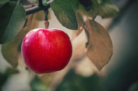 Many red apples on tree ready to be harvested. Ripe red apple fruits in summe Stock Photos