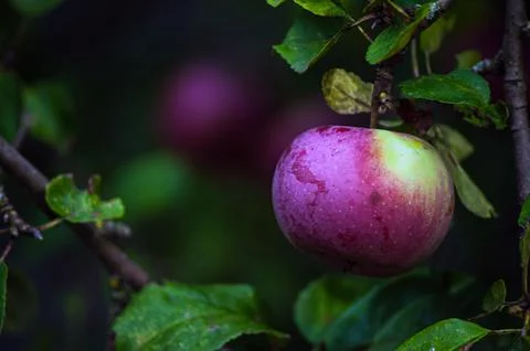 Many red apples on tree ready to be harvested. Ripe red apple fruits in summe Stock Photos
