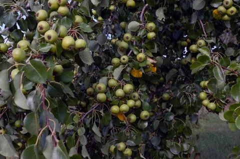 Many red apples on tree ready to be harvested. Ripe red apple fruits in summe Stock Photos