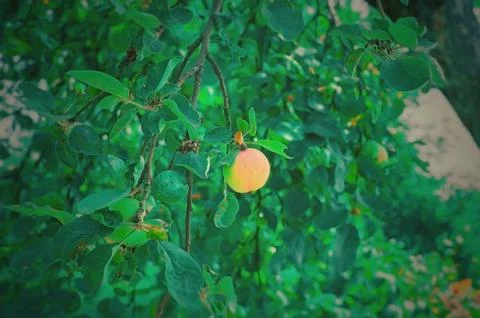 Many red apples on tree ready to be harvested. Ripe red apple fruits in summe Foto stock