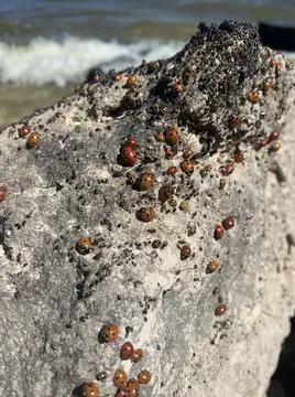 Many red bugs 스톡 사진