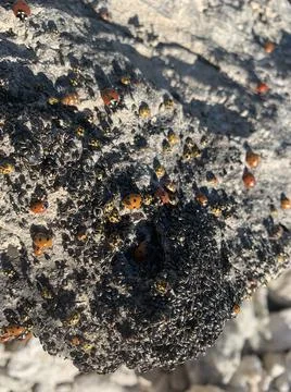 Many red bugs 스톡 사진
