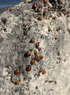 Many red bugs 스톡 사진