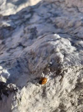 Many red bugs 스톡 사진