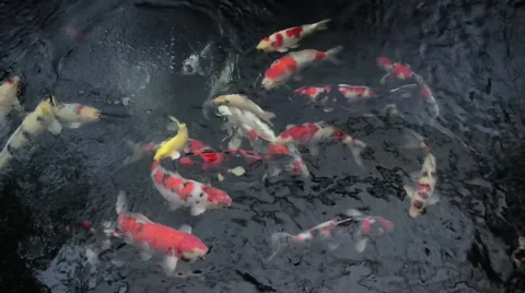 Many red carps in the pond Stock Footage 41151555