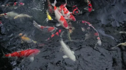 Many red carps in the pond Stock Footage 41151576